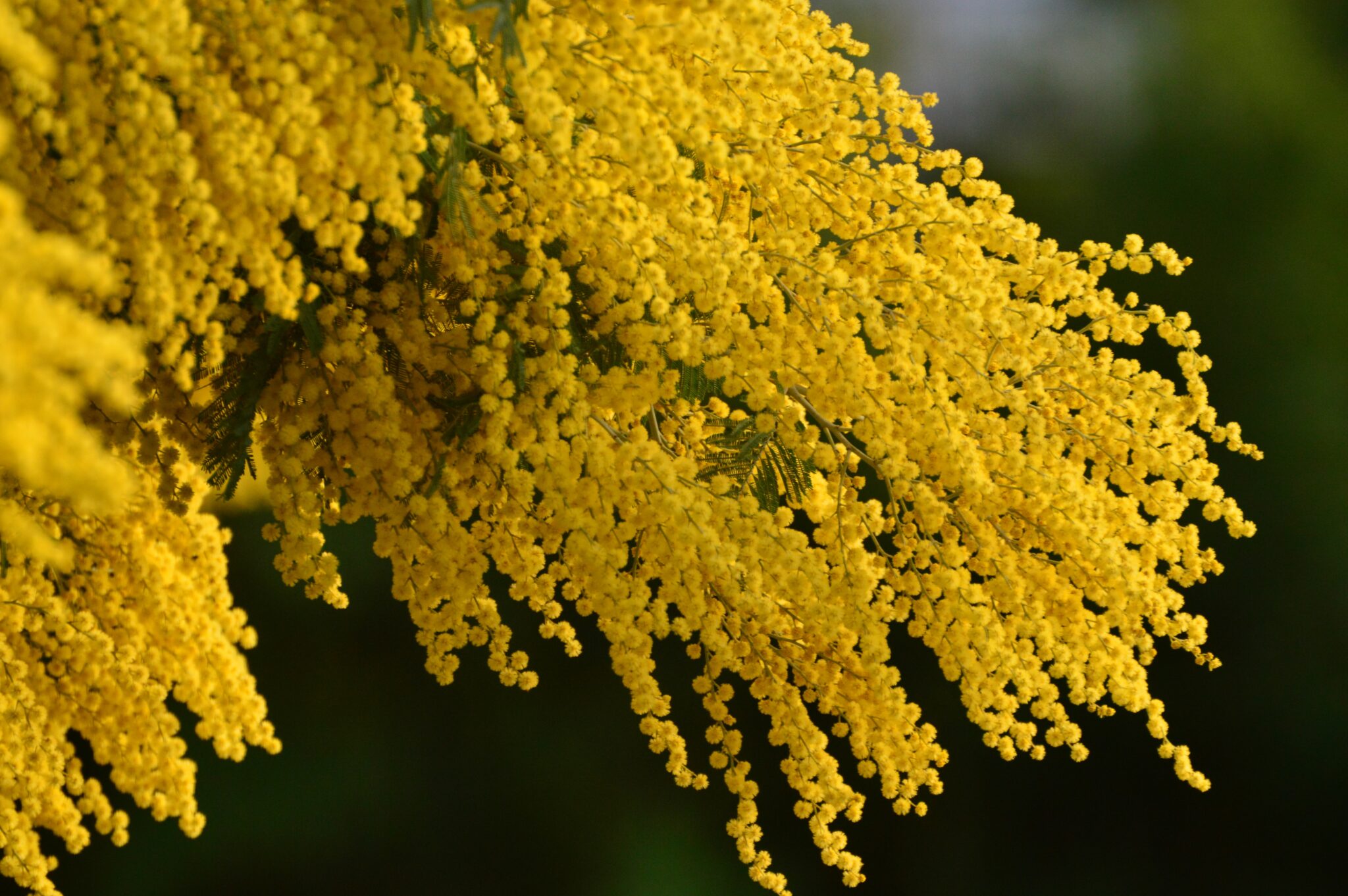 Acacia Mimosa Plantas Del Eo