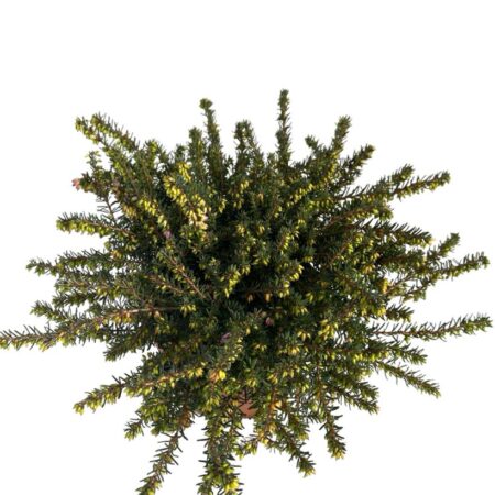 erica