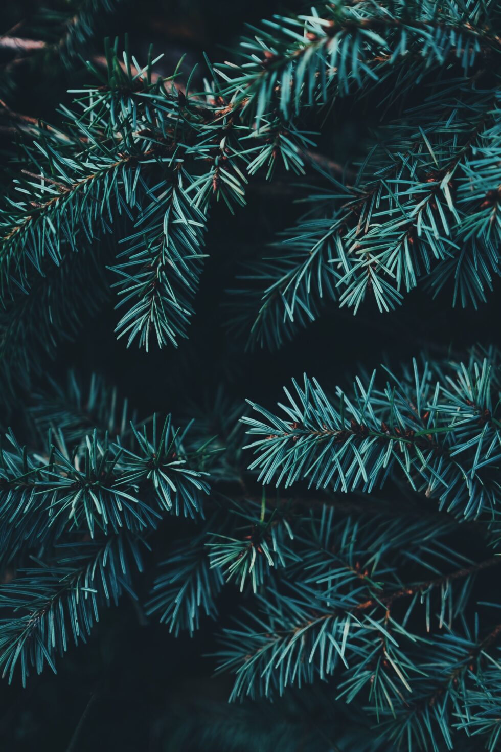 abeto azul ramas navidad