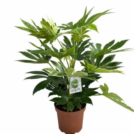 planta hoja grande