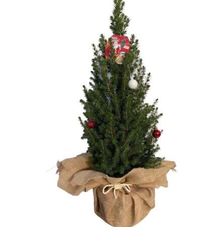 abeto-blanco-navidad