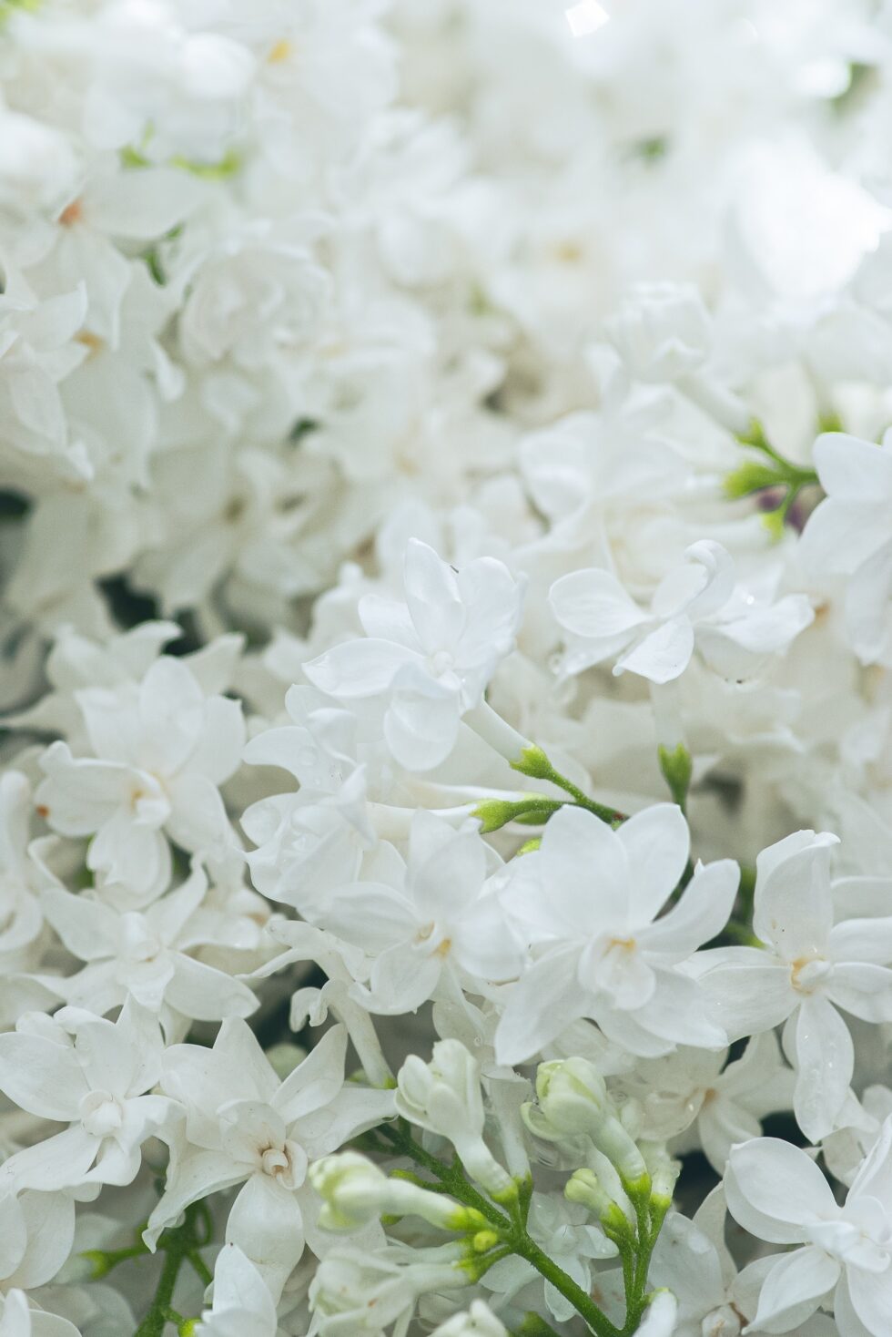 syringa flor blanca