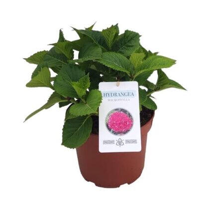 hortensia macrophylla en maceta de 2 Litros