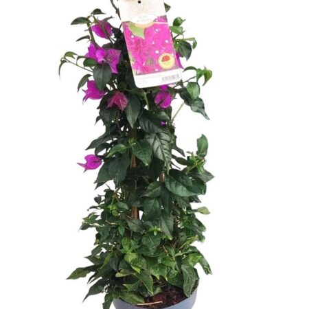 la buganvilla es una planta trepadora con flores violetas