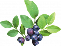 pngfind.com-blueberries-png-864533